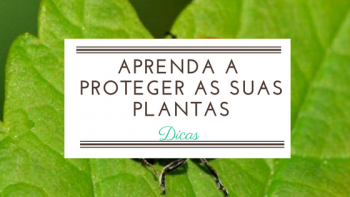 Proteger As Plantas Dicas Teis Para Resultados Eficazes