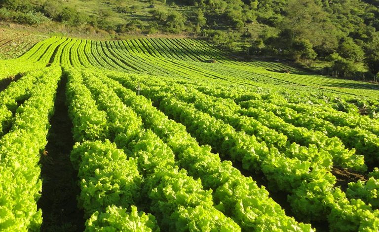 Saiba o que fazer em Setembro no campo horta e jardim vídeo A