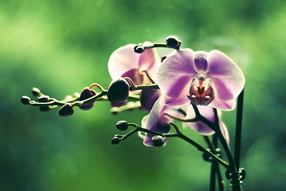 substrato para orquídeas