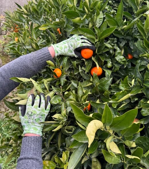 Poda de uma fruteira