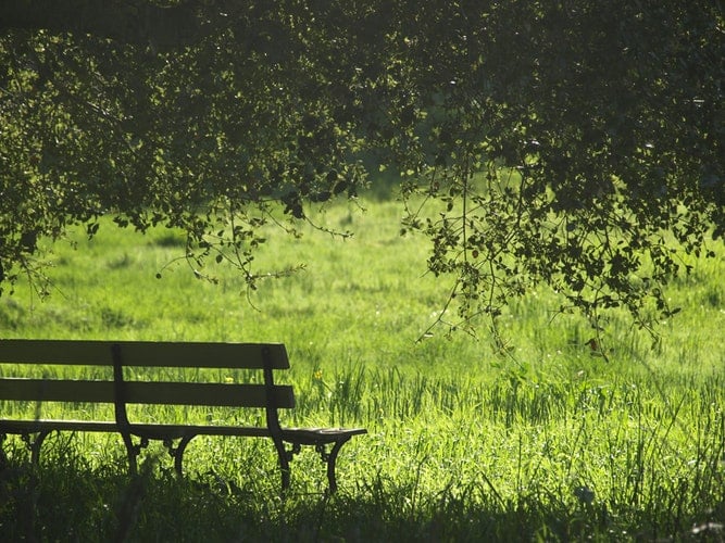 dicas como economizar água no jardim