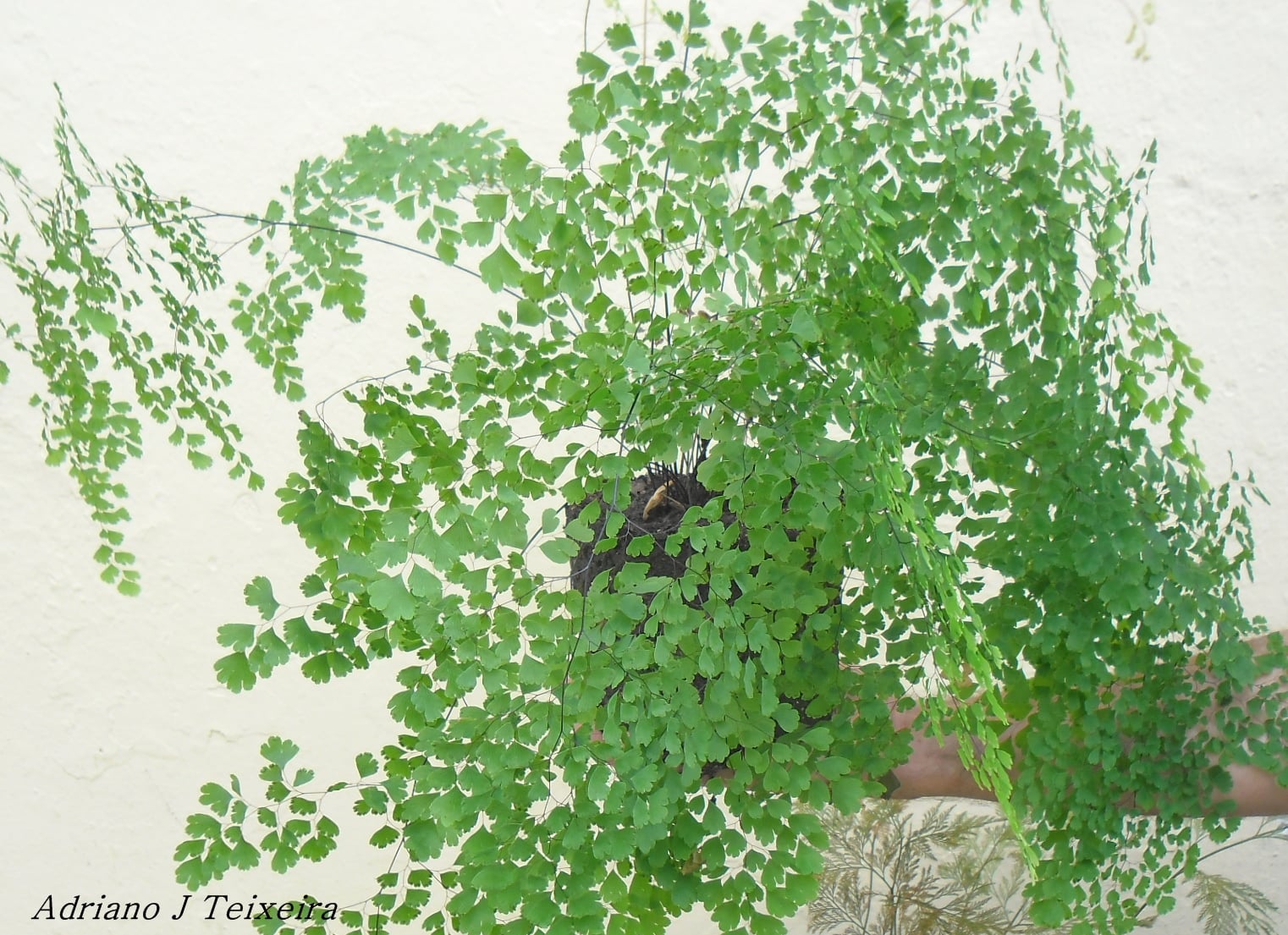 plantas de interior como tratar