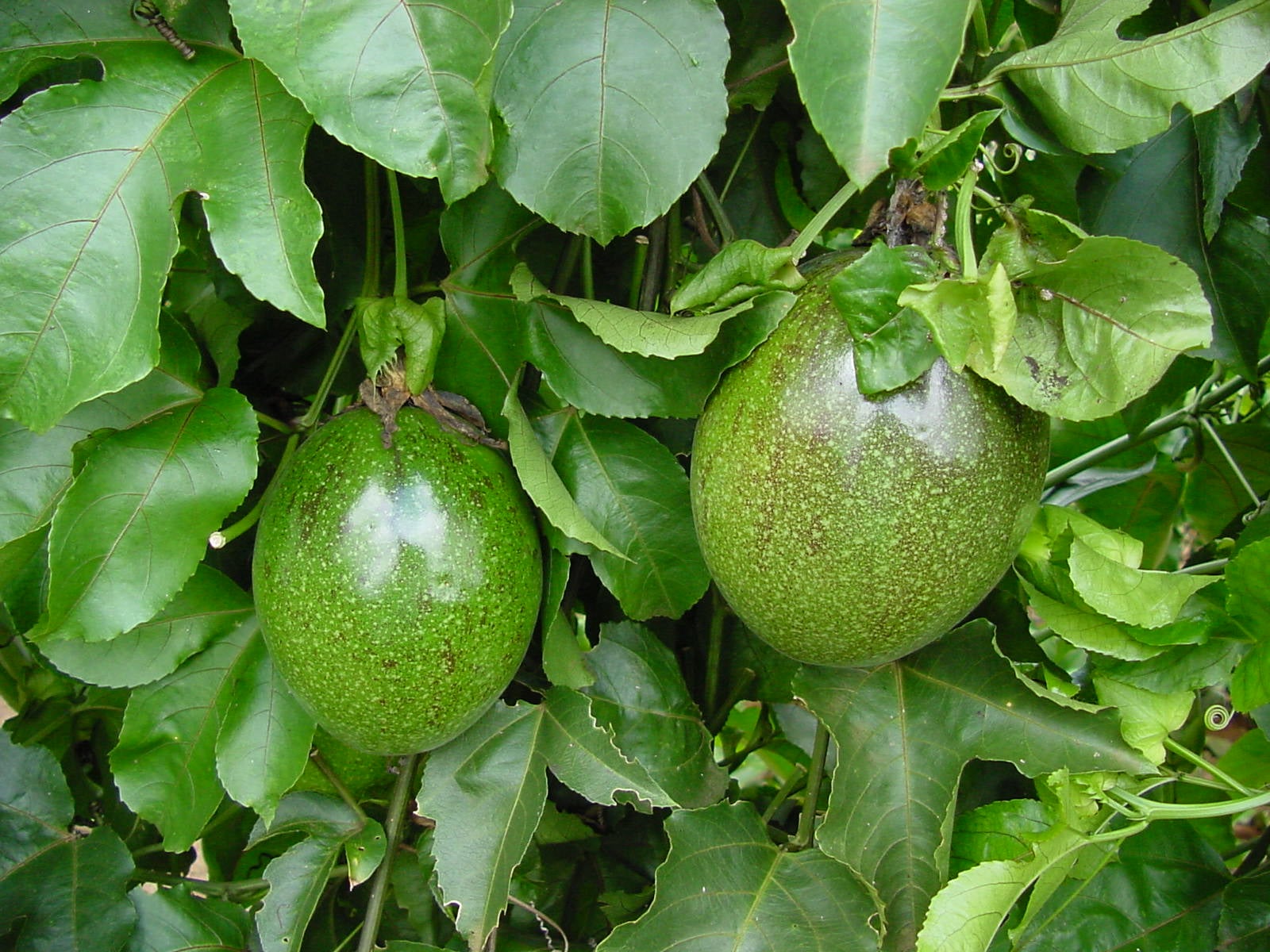  controlo de pragas doenças nas plantas bactérias