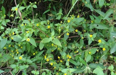 Como cuidar do relvado-plantas infestantes
