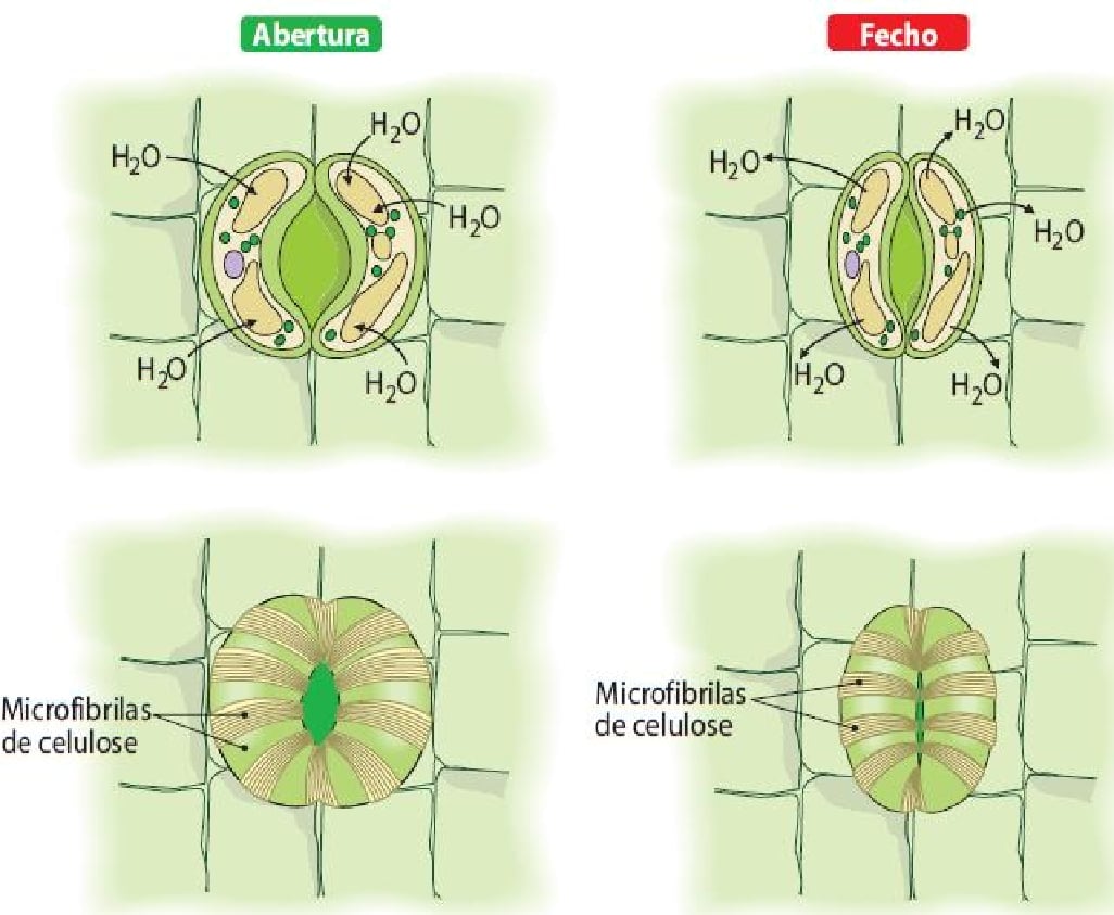 cuidador com as plantas de interior
