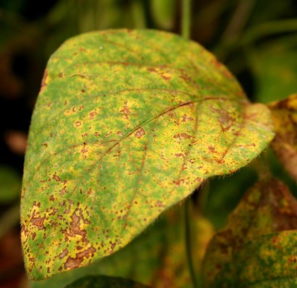 controlo de pragas doenças nas plantas de jardim