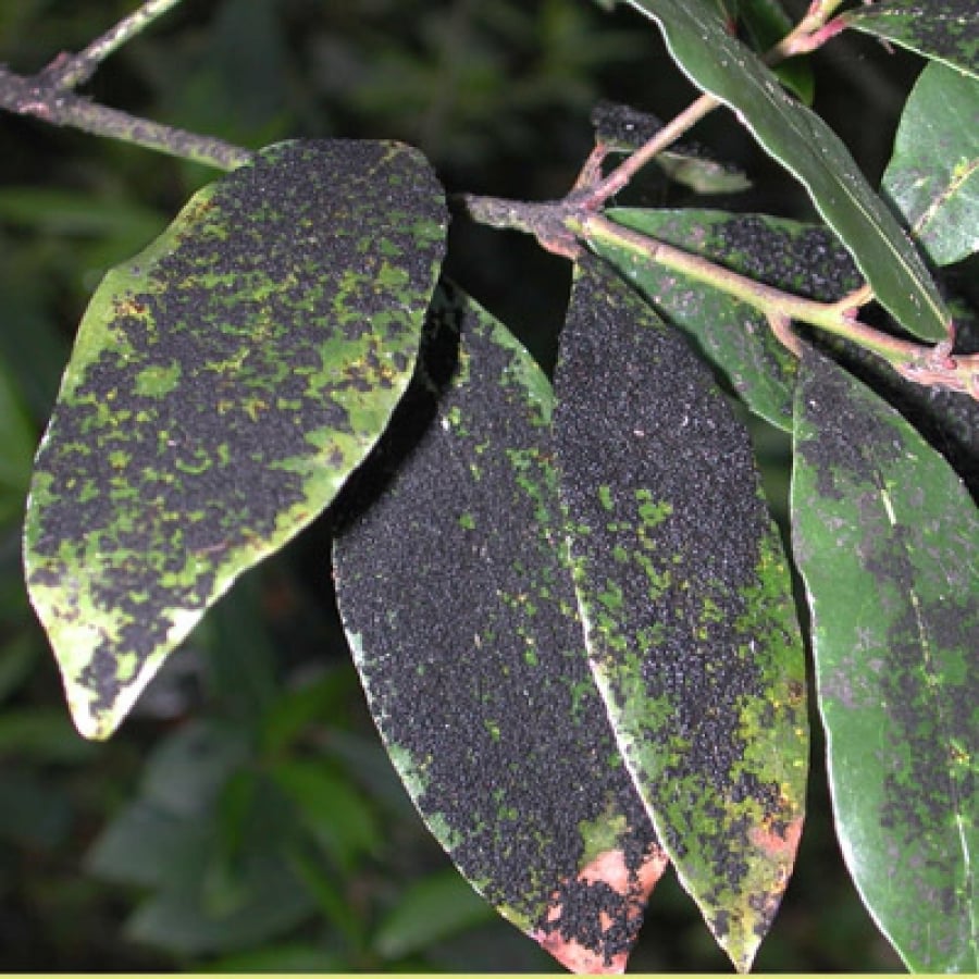 controlo de pragas doenças nas plantas de interior