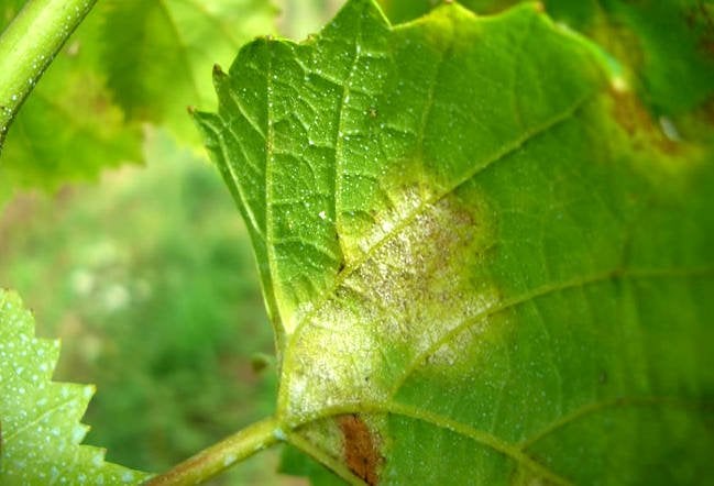 controlo de pragas doenças nas plantas causadas dos fungos