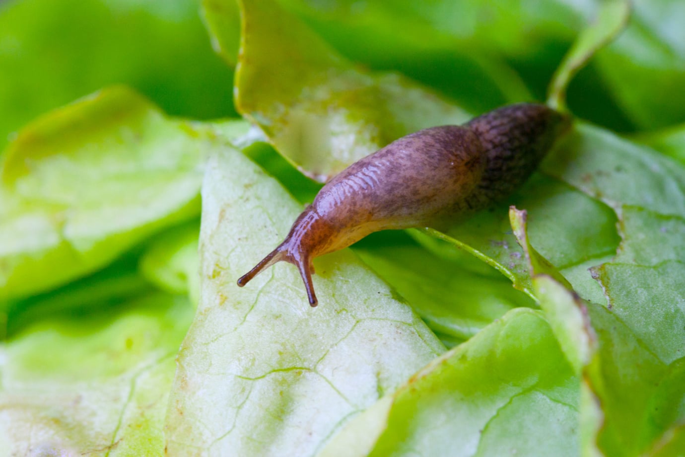 lesmas e caracóis na horta