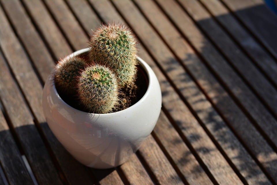 plantas de interior que precisam de pouca luz