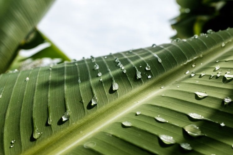 necessidades de águas nas plantas
