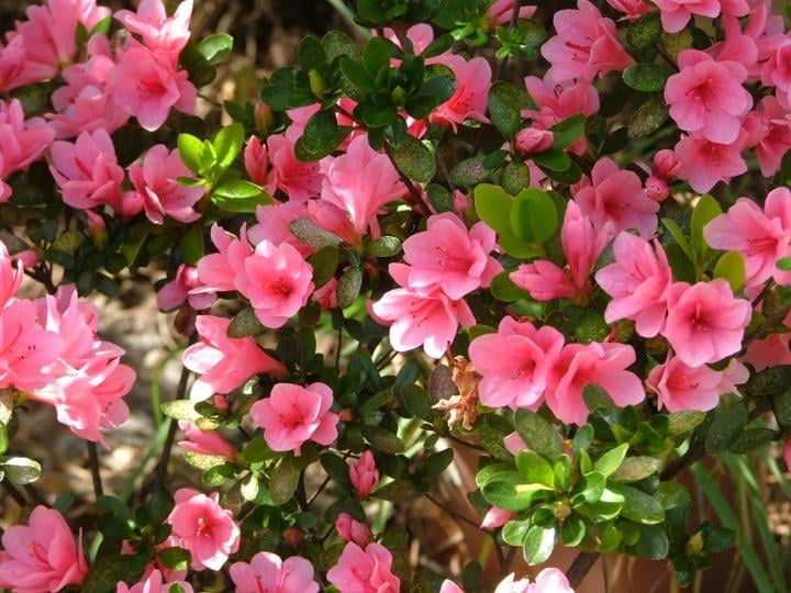 água nas plantas de interior