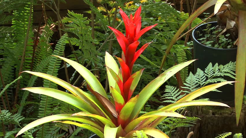 como cuidar de plantas de interior bromélias