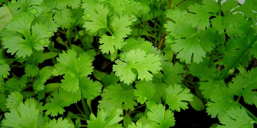 plantas para horta apartamento