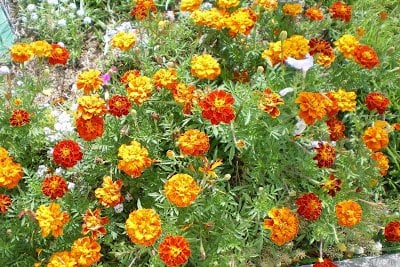 plantas para a horta pequena