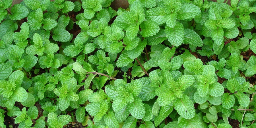 plantas para horta vertical