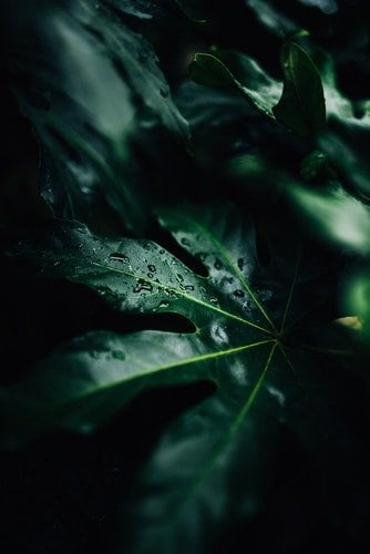 a importancia da água nas plantas