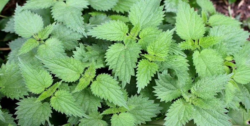 pragas nas plantas ornamentais pragas nas folhas das plantas