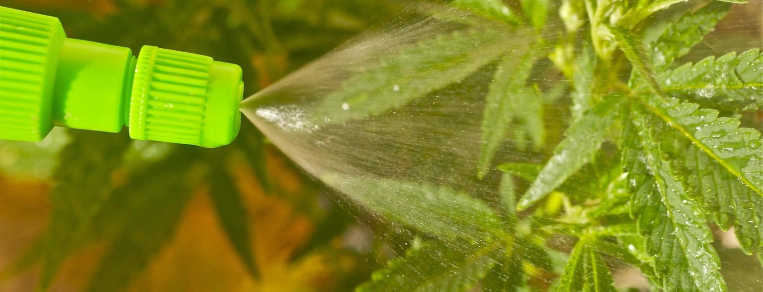 fertilização foliar nas plantas