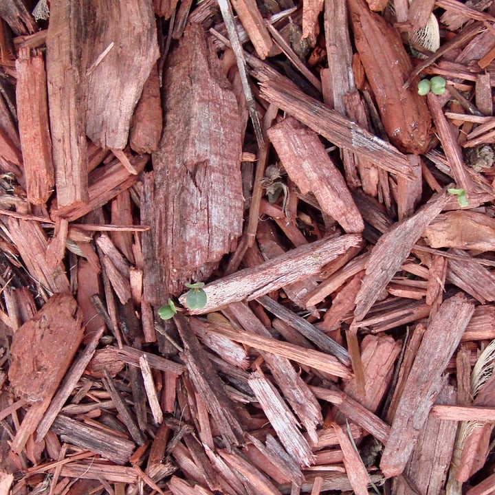 dicas para economizar água no jardim