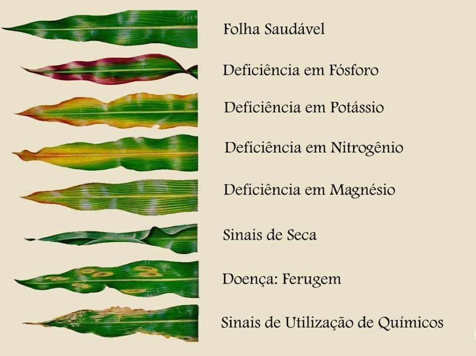 deficiencia de nutrientes sintomas