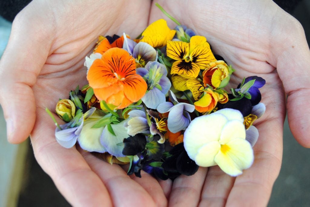 flores comestiveis