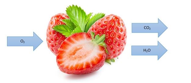atmosfera modificada na conservação de alimentos