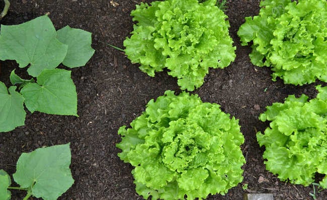 como preparar o solo para plantar hortaliças