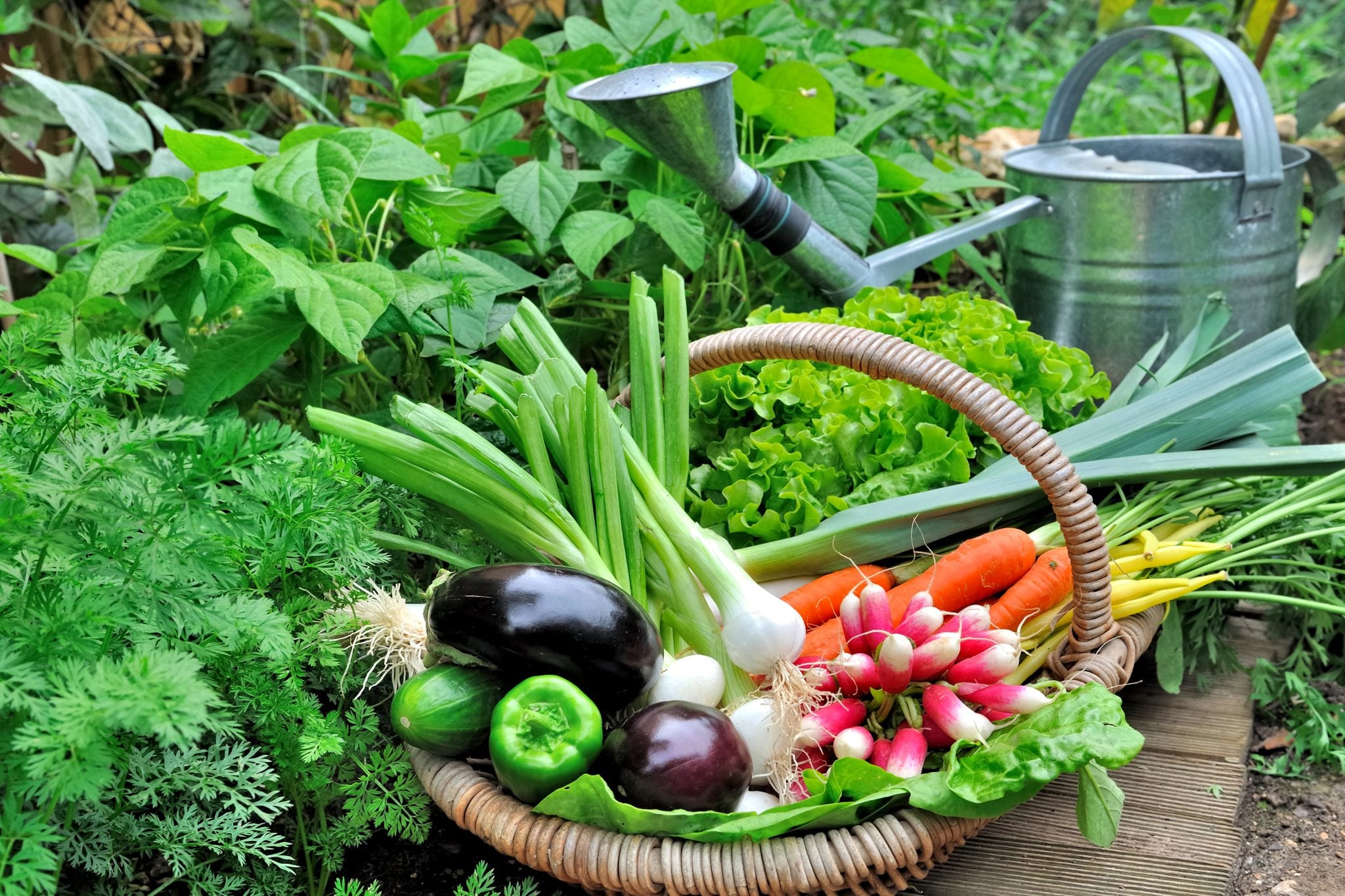 como preparar o solo para horta organica