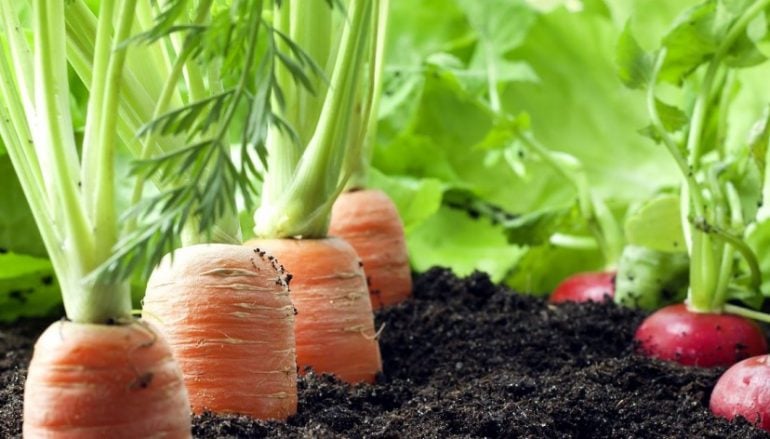 como preparar o solo de uma horta organica