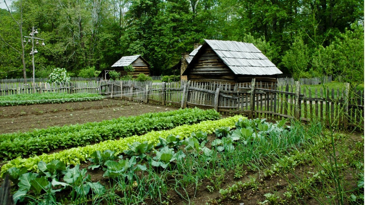 como preparar o solo para fazer uma horta