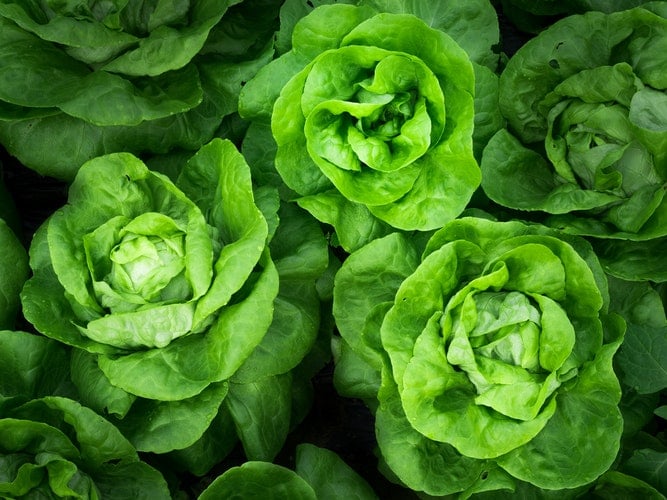 doenças e pragas na agricultura