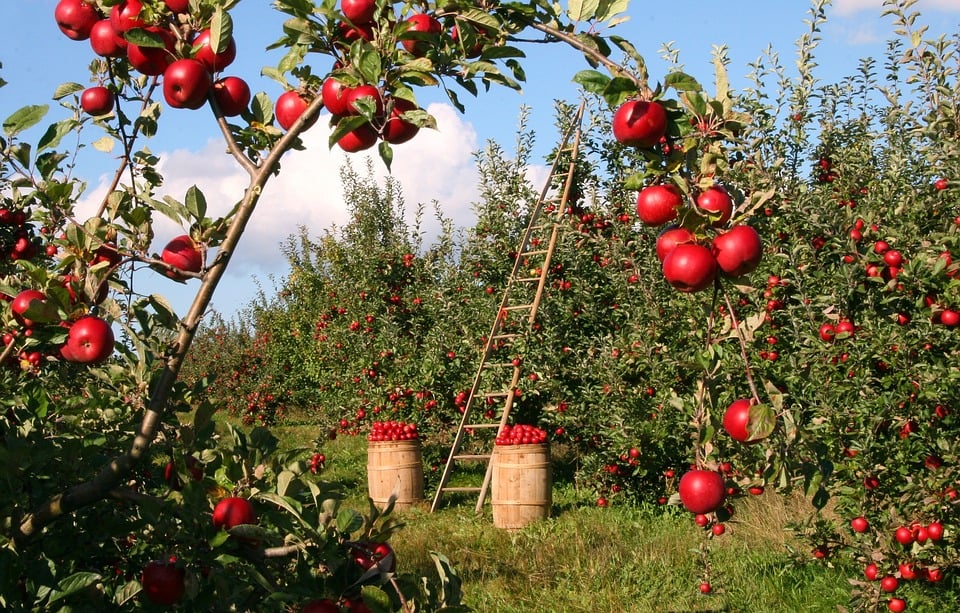 diminuir custos na empresa agrícola a importância do agronegócio