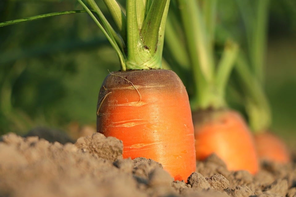 gestão do agronegócio