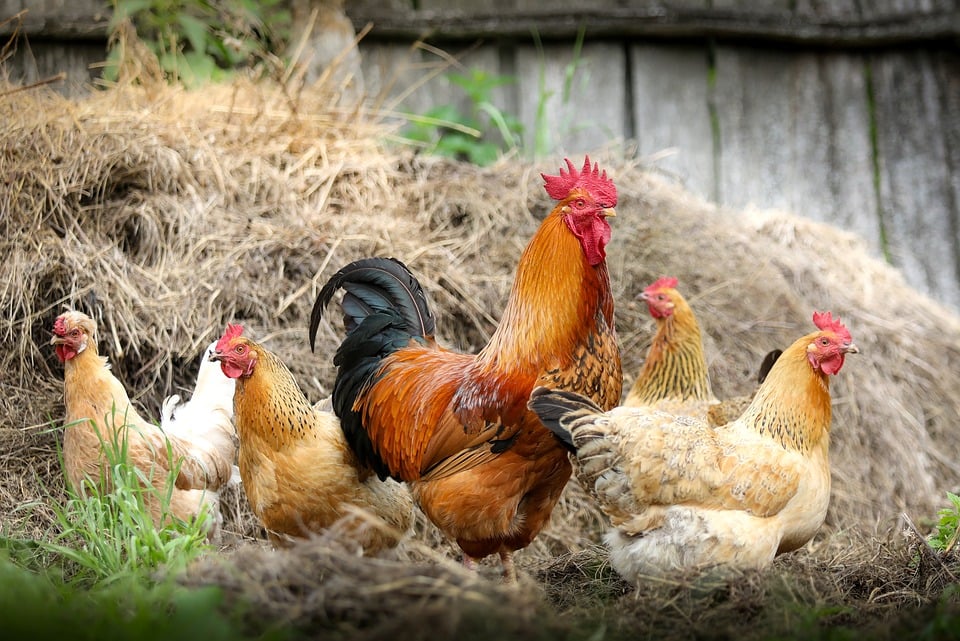 gestão do agronegócio dicas para poupar dinheiro