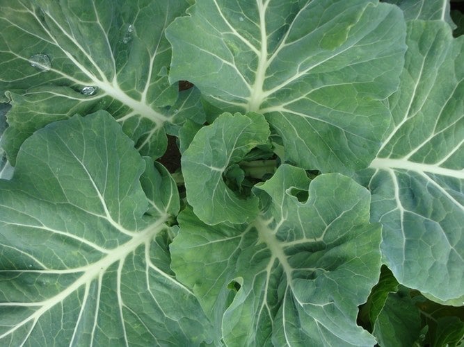dica agrícola: como comprar couve