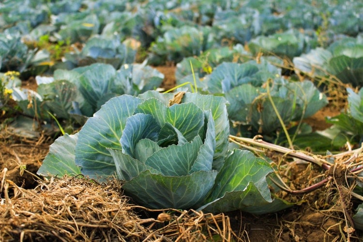 dica agrícola: como comprar couves