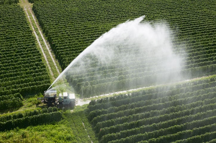 cultura agricola mais rentavel agricultura
