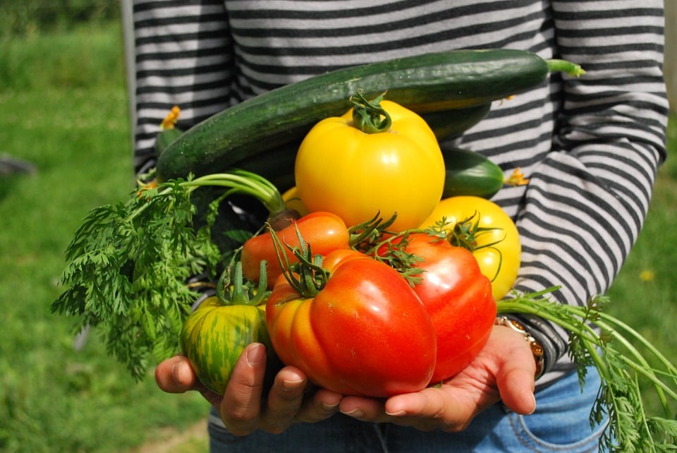 contas de cultura exploração agrícola