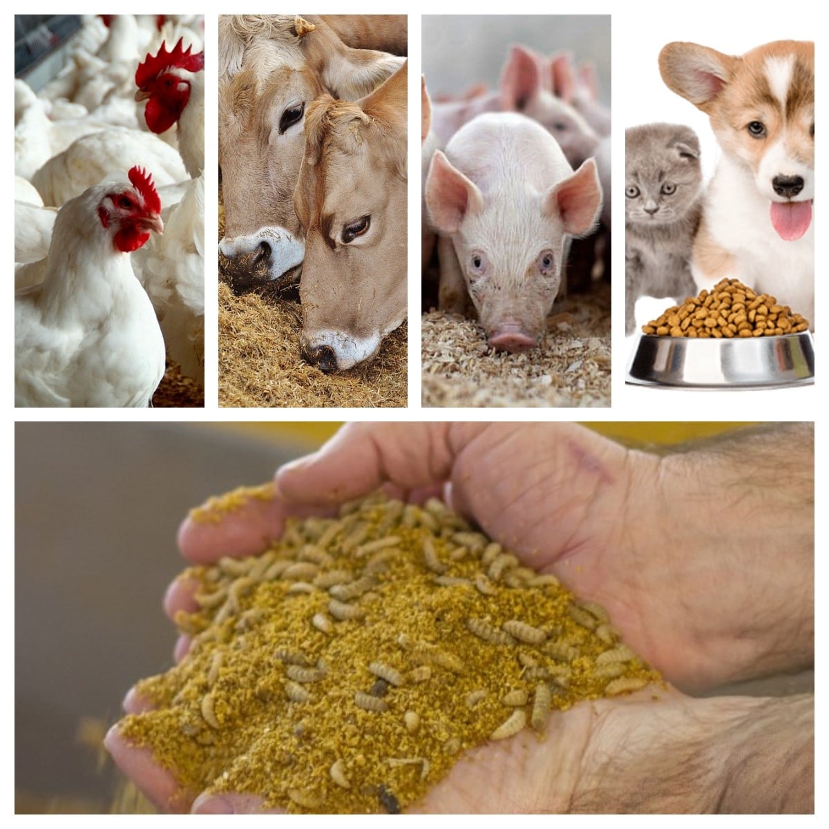 insectos na alimentação animal