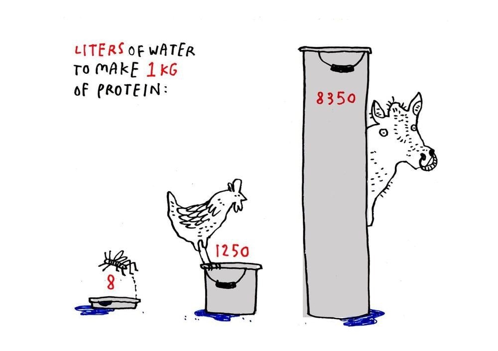 insectos na alimentação animal