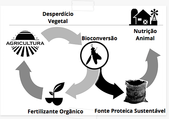 insectos na alimentação animal