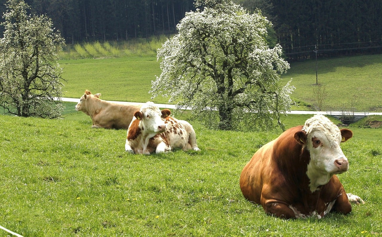 economia circular agricultura