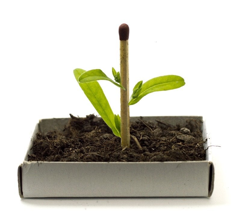 biotecnologia agrícola