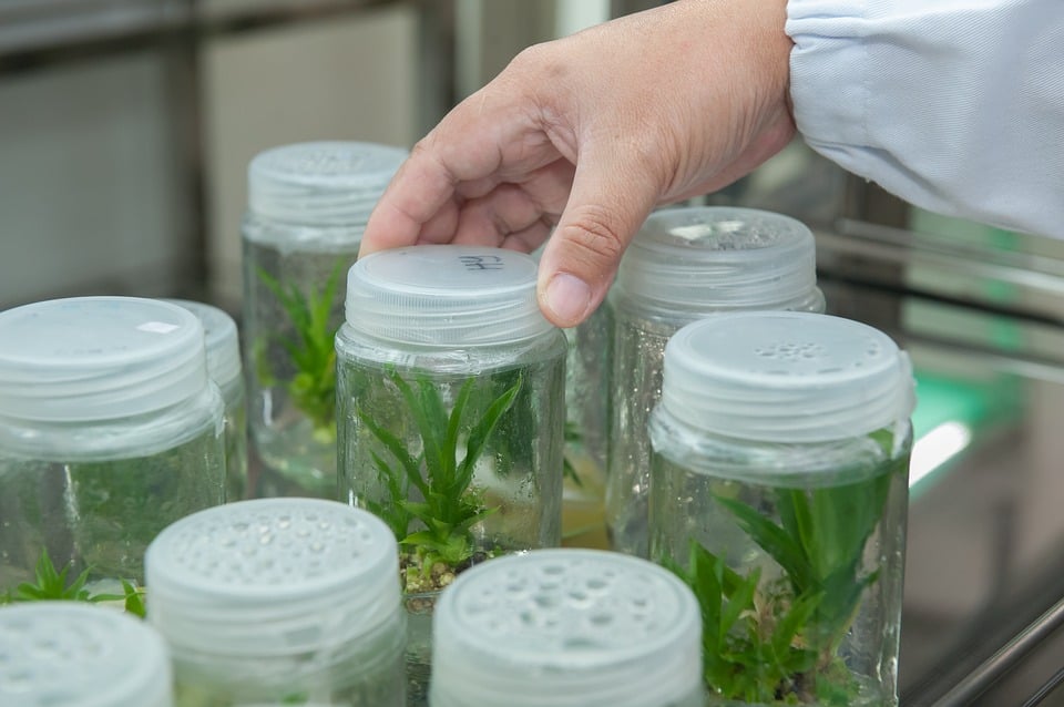 biotecnologia agrícola
