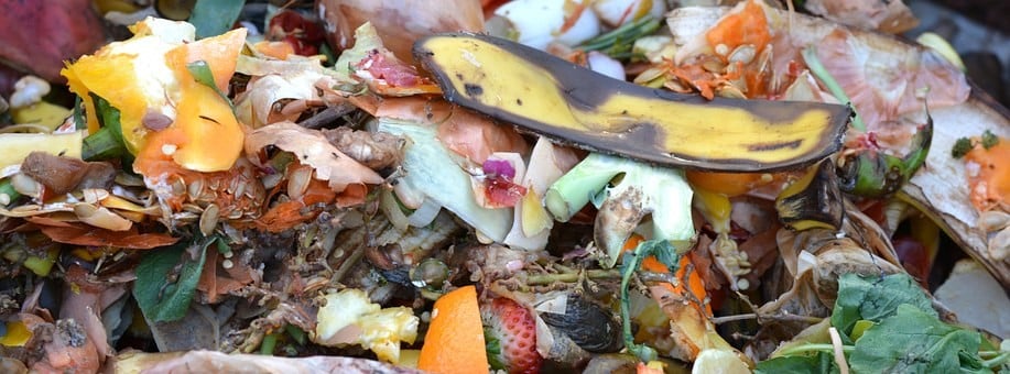 galinhas poedeiras alimentação