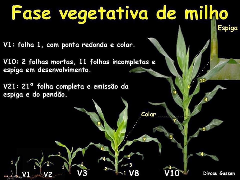 silagem de milho