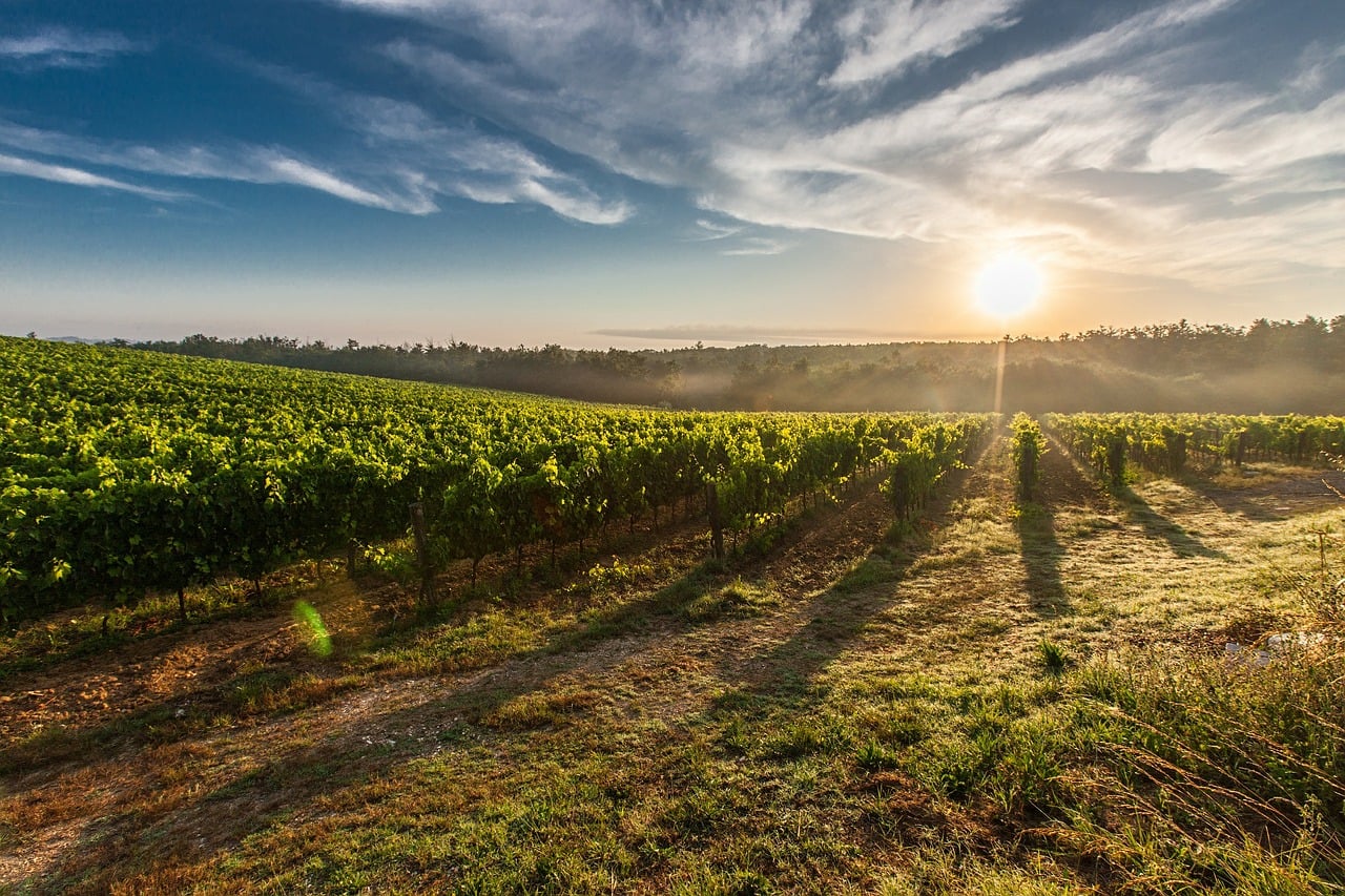 investir na agricultura