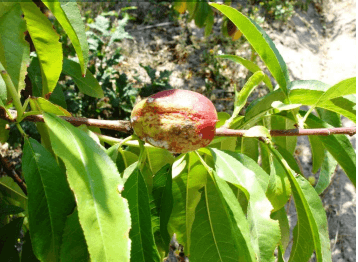lepra do pessegueiro frutos