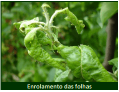 piolho na macieira